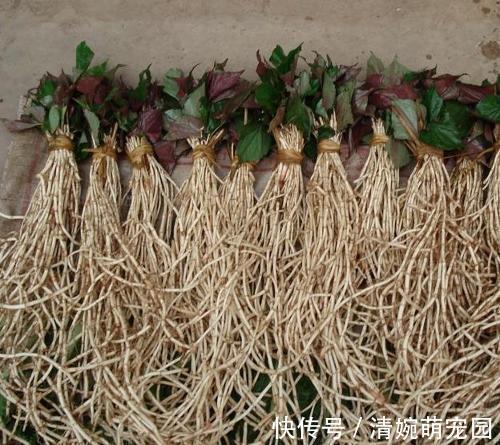 养生|为啥说鱼腥草是害人草,吃鱼腥草到底是好是坏,看完涨知识了