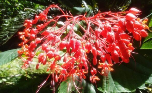 4种花美丽不输玫瑰,比兰花还香,四季持续开花,清香优雅