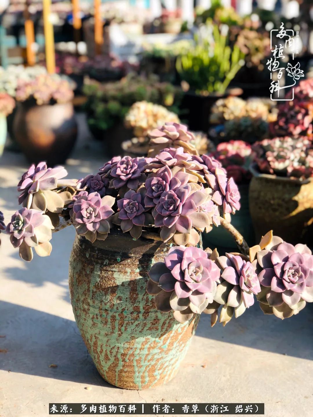 阳台上的一亩三分地,我愿与你一起,与时光媲美!