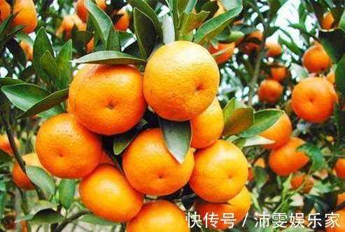 效果|肝毒“最怕”以下4种水果,经常吃一点,养肝排毒,效果显著