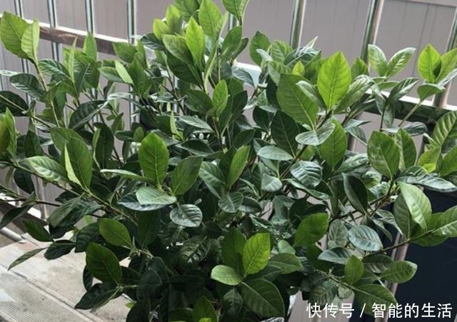 什么牛粪、猪粪,也不如“1种水”,只管浇在花盆里,花卉就爆盆!