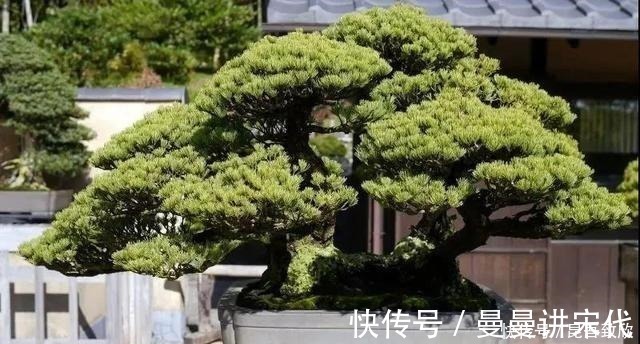 五针松盆景的6点养护技巧解析，知道了，养护五针松再也不发愁