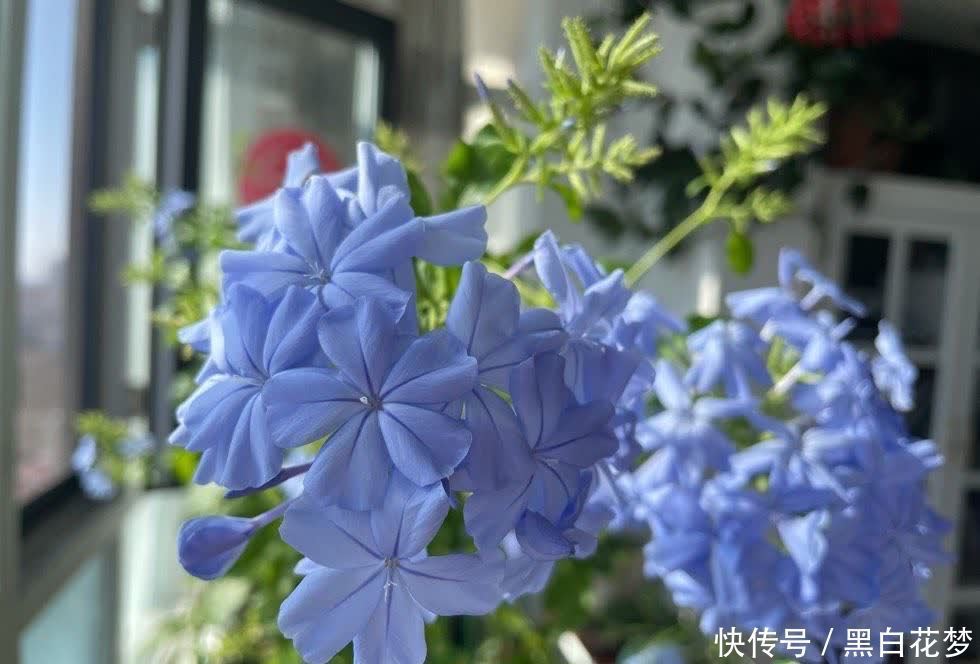 有5种花,很好养很勤花很优秀,种阳台露台上非常美