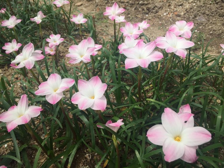 家养此花，此几款超级好养，花开一茬一茬，花朵烂漫太美了