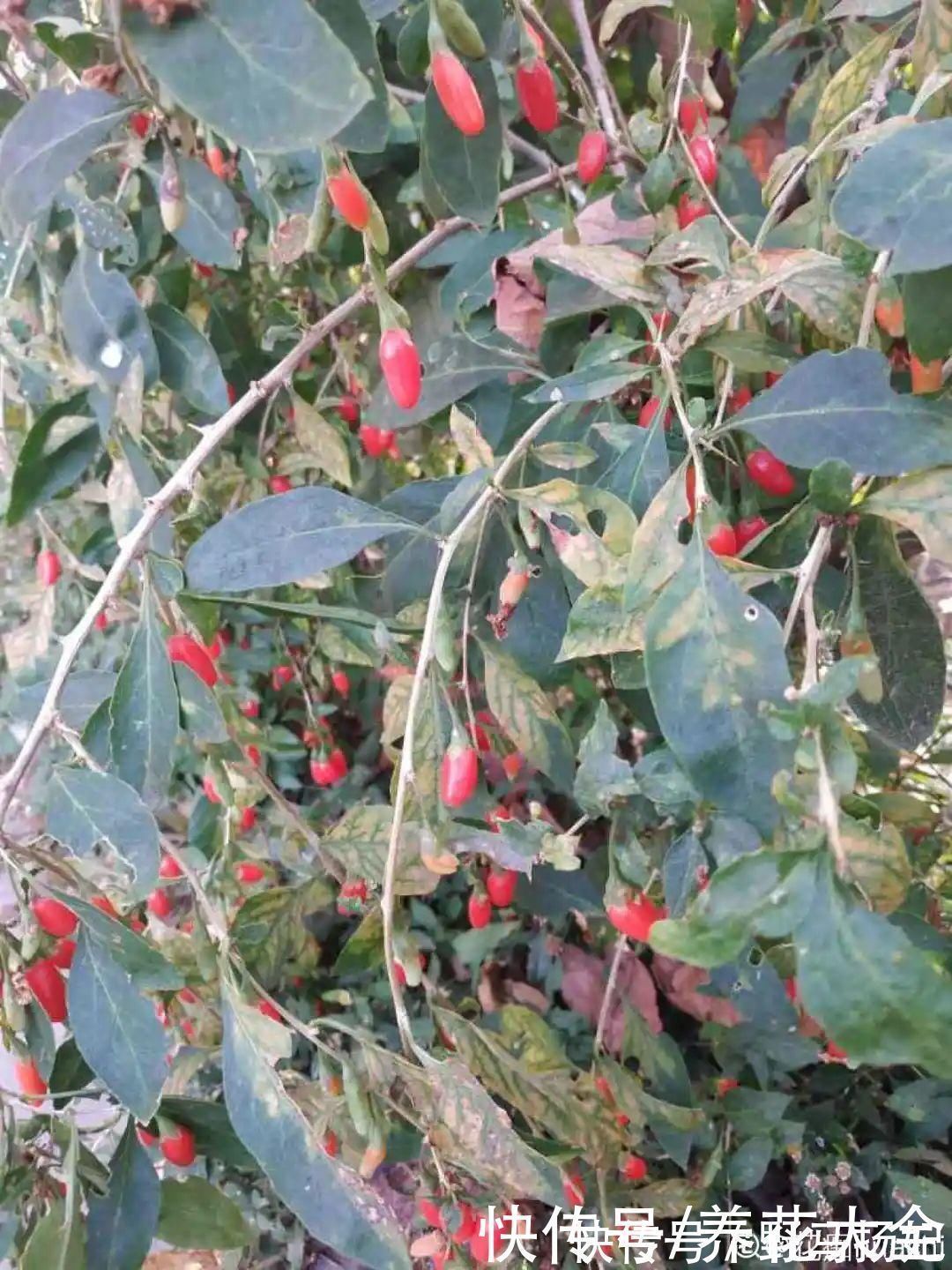 柴烧|农村当柴烧的花,原来可以当盆景,给一千块也不卖