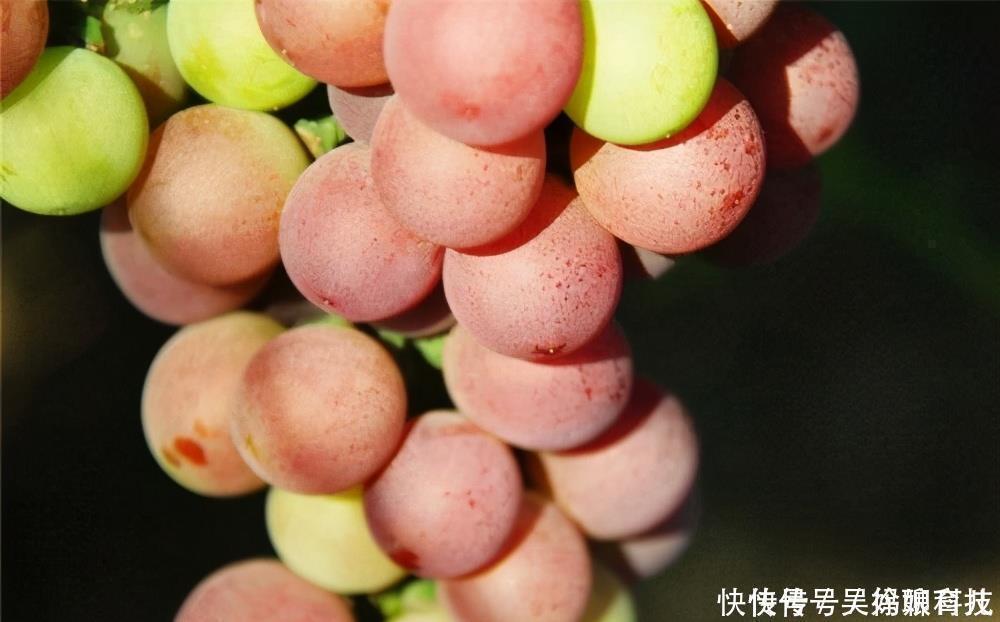 5-羟色胺|对身体最好的3种食物,营养丰富、排毒养颜,谁吃谁受益!