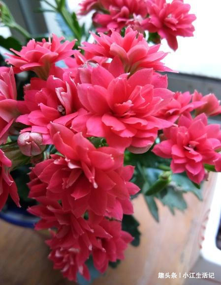 养长寿花，喝点这种“促花水”，肥效足促开花，轻轻松松养爆盆