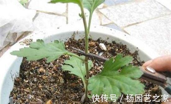 剪剪|5种漂亮花，现在修修剪剪，坐等秋天，花开爆盆