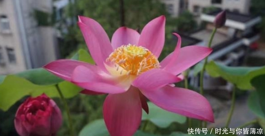 家有庭院就养4种花,夏天开正旺,花期长花朵多,一盆开出200朵花