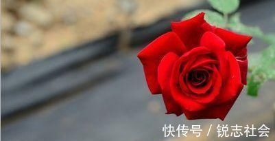 营养物质|养蟹爪兰，给它喝点这酸水，不仅护根壮芽，花开还四季不断