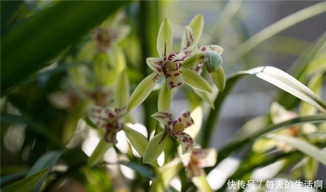 厨房这1料,养兰“特有效”,一洒一喷,兰花生根快,新芽蹿不停!