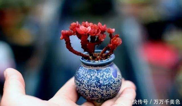 多肉饿着养,个个土肥圆,越矮越小越值钱