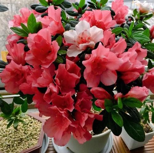 给花期中的植物1周喂1次它，效果就像打了催花激素