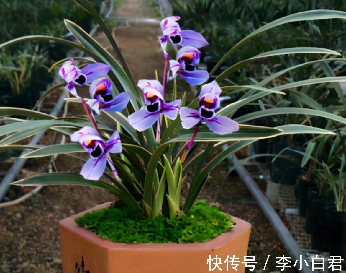 紫月荷兰花|此兰被誉为是“香花之王”，花色典雅，兰香清幽，新手也能养