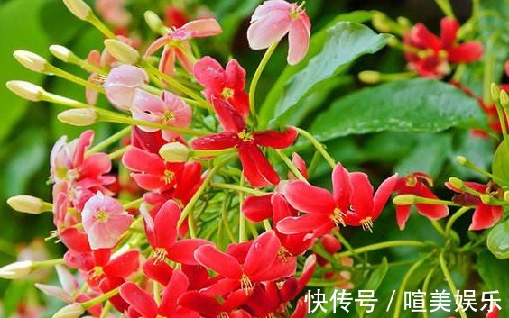 喜欢养花，不如养盆使君子，丢水不管不问，花叶轻松爆满盆