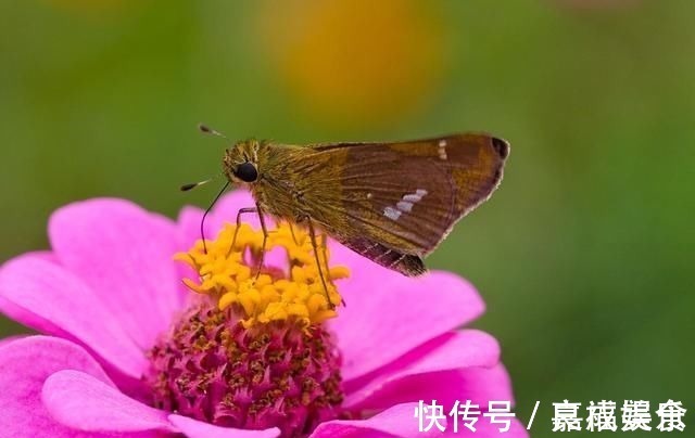 双蝶#蝴蝶诗词28首爱你无由且醉人,双蝶一吻定黄昏