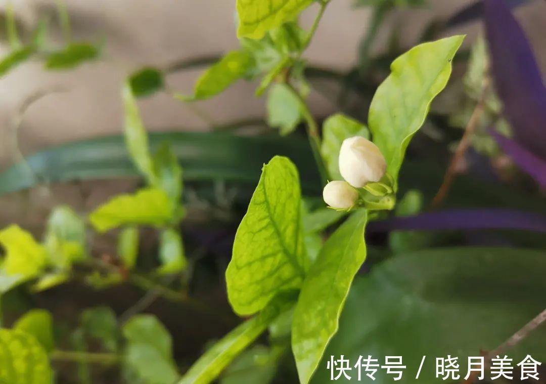 天冷别换盆,尤其这10种花,土一松就危险