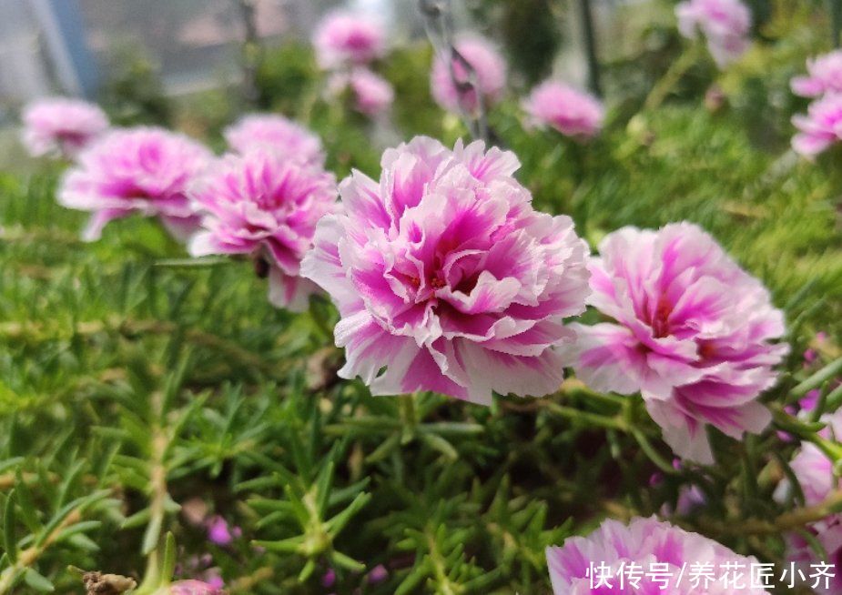 农村小院都爱种5种花，春撒几粒种，基本不需要打理，开花很漂亮