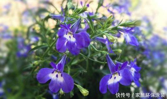 养花试试此几款,全年开花不停,人见人爱,开花一茬茬