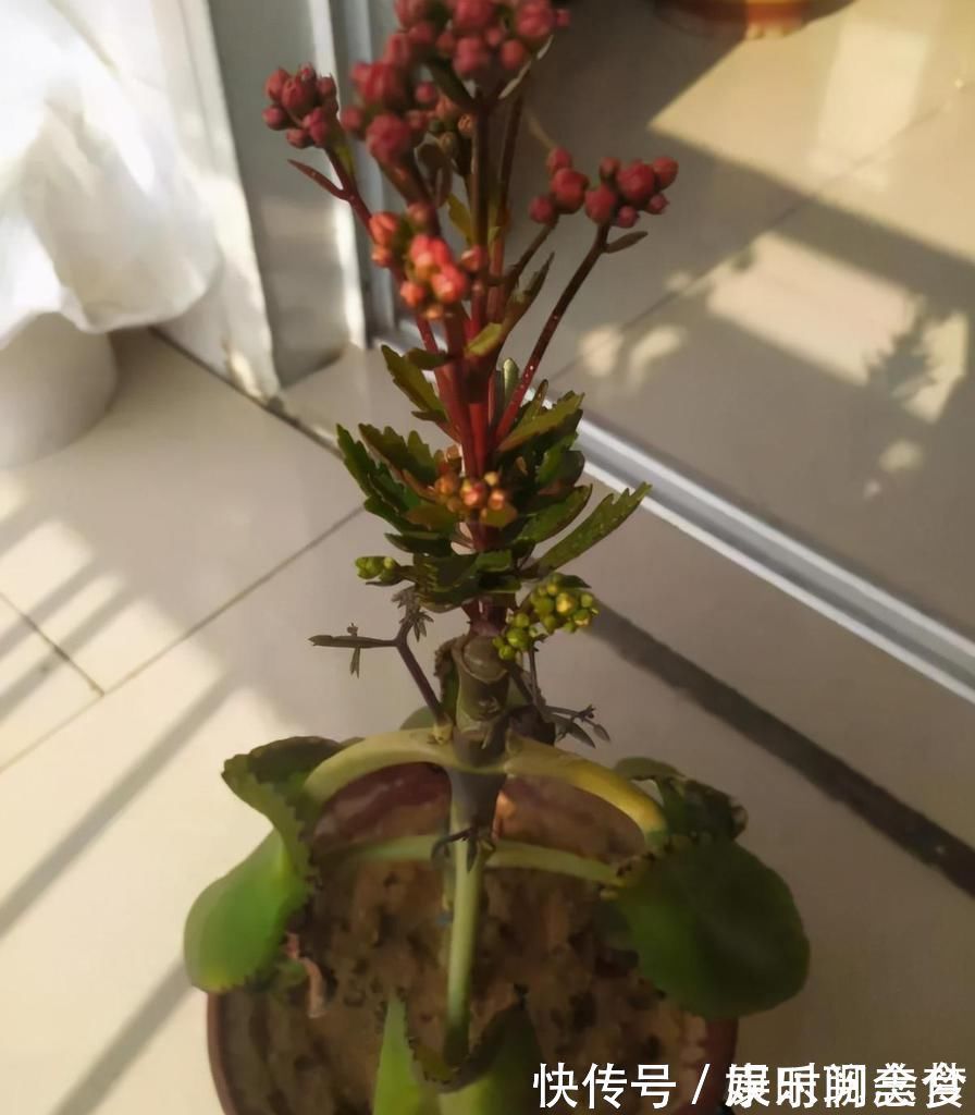 光照|聪明人把长寿花嫁接在老桩上,爆盆简单开花多,一盆花全是花枝