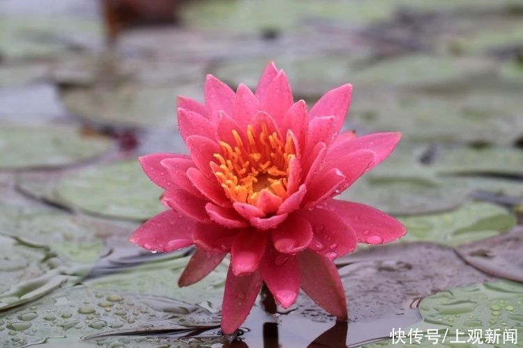 荷花|“四蒂睡莲”长什么样?一起来花博园看荷花、莲花群芳争艳