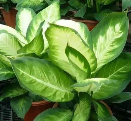 君子兰换土换盆,做好此3点,长叶快、根还壮、年年都能开花!