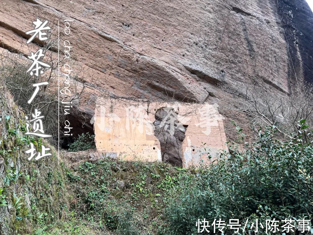 茶树|雨雪天气来袭，今年太姥山的白茶，武夷山的岩茶、红茶还好吗？