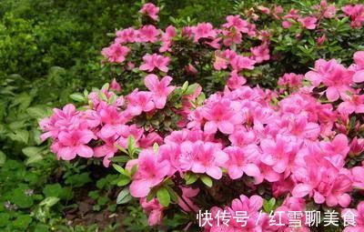棒棒糖|3种木质花卉，开花漂亮花期超长，越养越漂亮，是盆栽佳品！