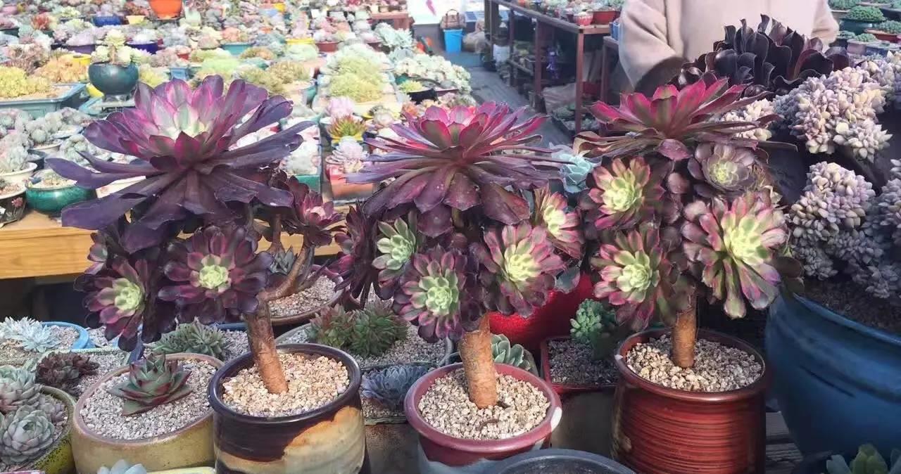 2招让多肉法师“大爆头”，变群生，变老桩，都有好办法