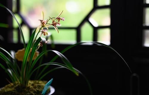 养殖兰花时，谨记僵苗的6个原因和救治办法，解决好了，苗壮芽旺