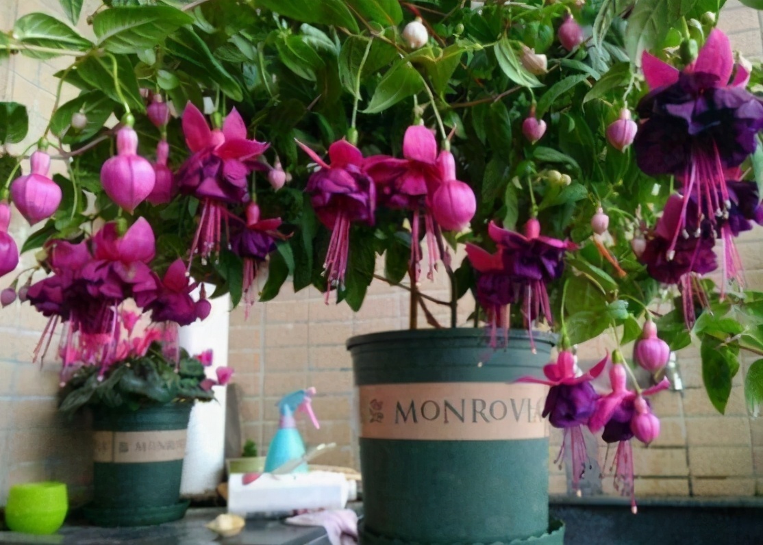 园土|总结养花“十大问题”,只要学会,你就是养花大神