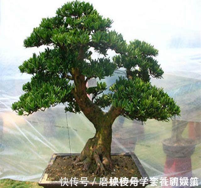 罗汉松盆景养家中,摆放禁忌要知道,放对位置好处多,放错了难活