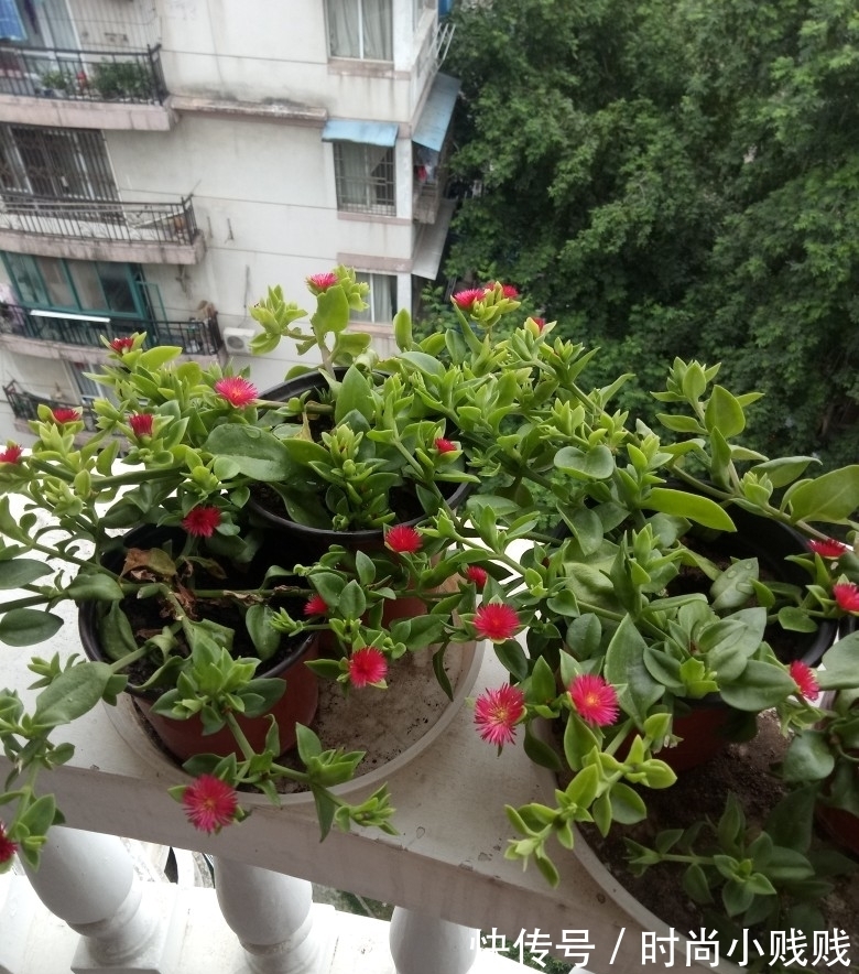 六种花是有名的“生活小帮手”,建议养一盆,以备不时之需