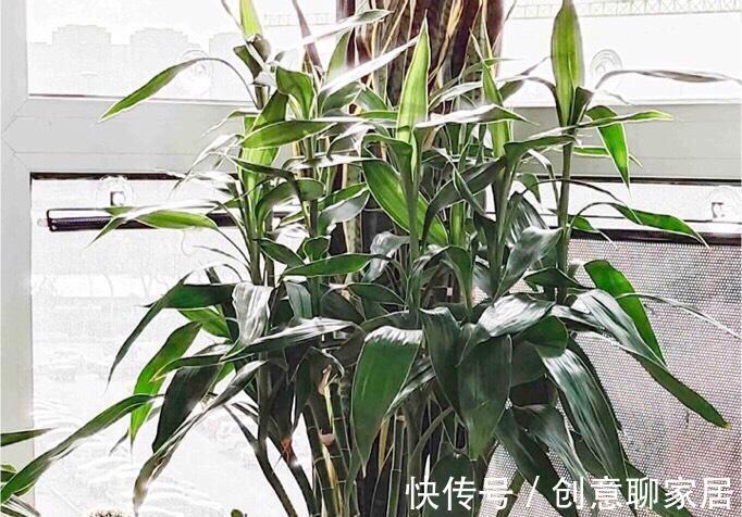 富贵竹|这七种植物天生就是富贵命，家里养一盆，招财纳福