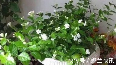 仙人掌|5种花都可“当药用”，养一盆，需要摘一点，再不怕有“小毛病”