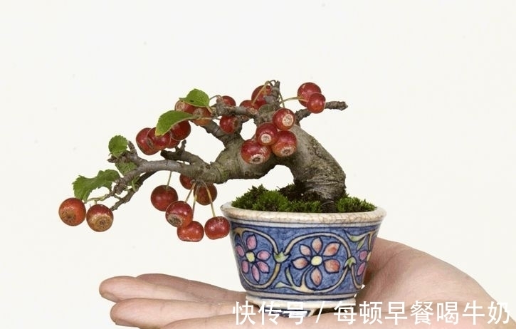 水溶性肥料|你知道吗？微型盆景怎样补充肥料才最有效？