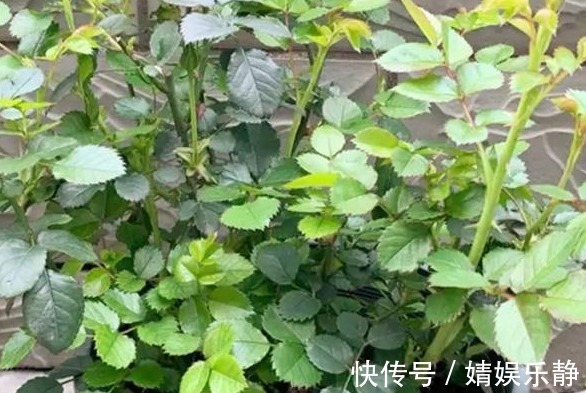 无机肥|月季难开花,注意这1个“关键点”,促根又促花,花开才不会少