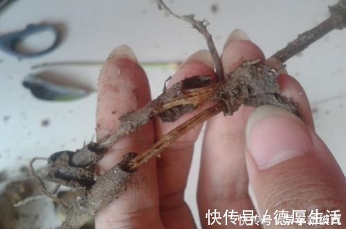 烂根|4种怕水的绿植,你越懒越不浇水,反而长得更好,浇水就烂根!