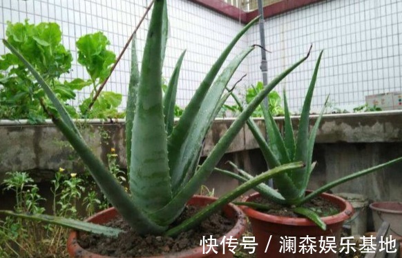 室外温度达到10度以上,越早将它们露天安置,开花就越多越好