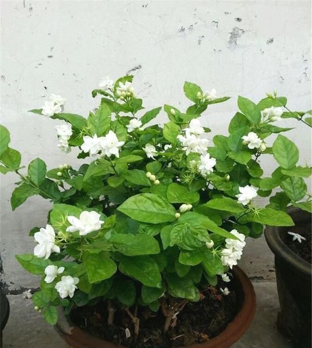 茉莉花盆栽|茉莉花这样养,新枝多花蕾多香味浓,自夏至秋开花不断