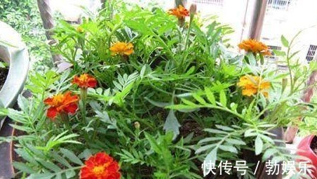 毒药|淘米水浇花有讲究，方法不对变“毒药”，浇一盆死一盆！