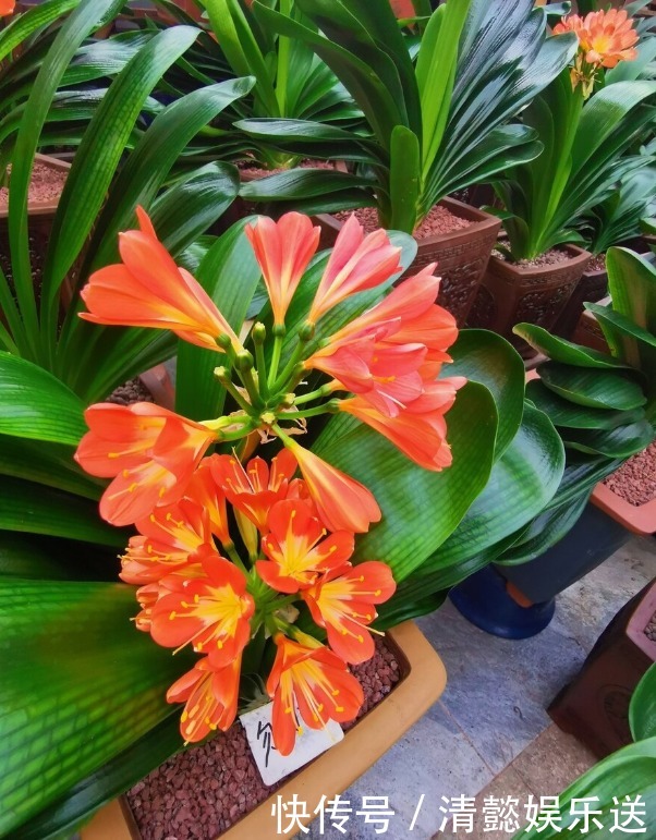 君子兰催花实操经验,现在行动,一个月后就冒花箭