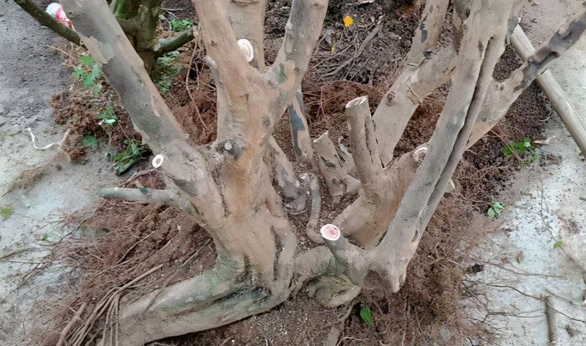 挑战用树桩打造盆景，满足这3要求，个个美如画、增值不少