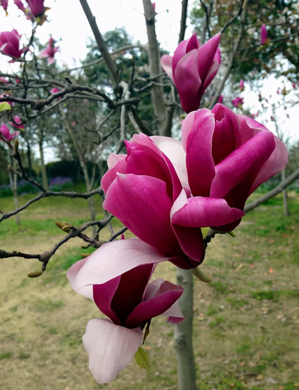 玉兰花大全,简介5种玉兰花,你喜欢哪种?