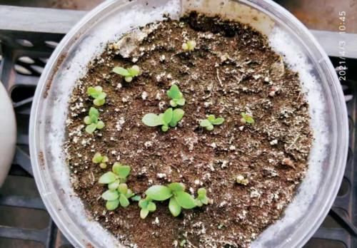 多肉在什么情况下需要浸盆？怎样浸盆才是正确的操作方式？