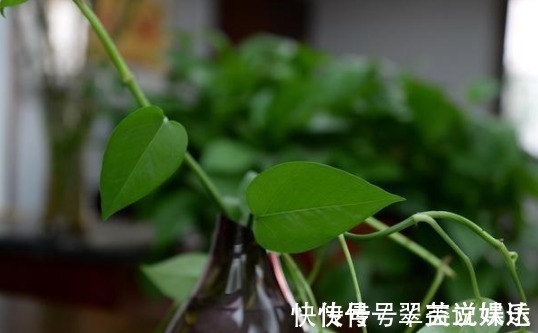 养分|花店老板说往绿萝君子兰盆里塞点它,叶子黑亮,疯狂开花!