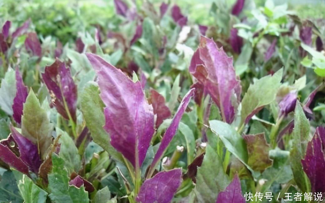 衰老|冬季适合吃3种食物,排毒养颜、延缓衰老,好吃又健康!