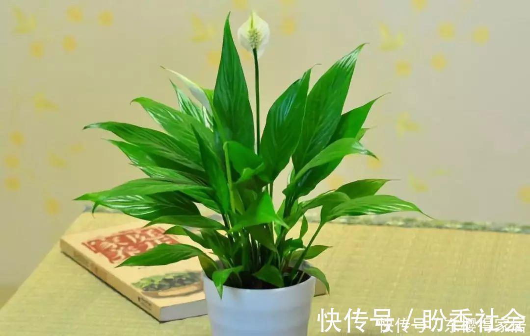 旺财又旺人的绿植,盘点8种超好寓意的盆花