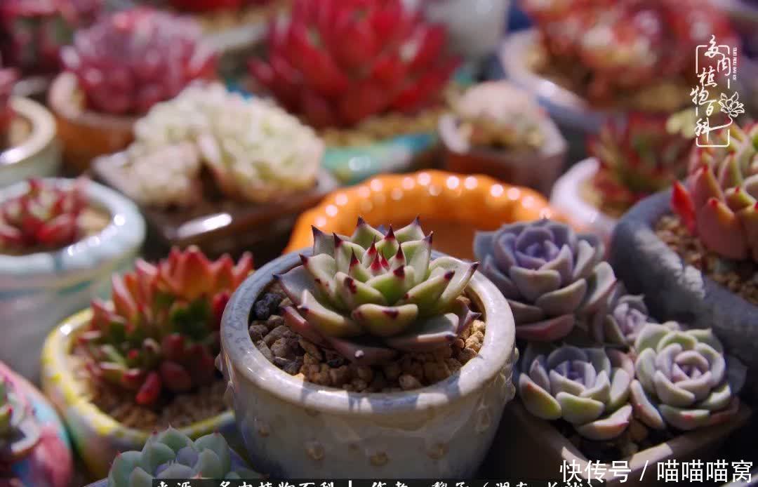 最温暖不过人间烟火,来自逆挂区的多肉!