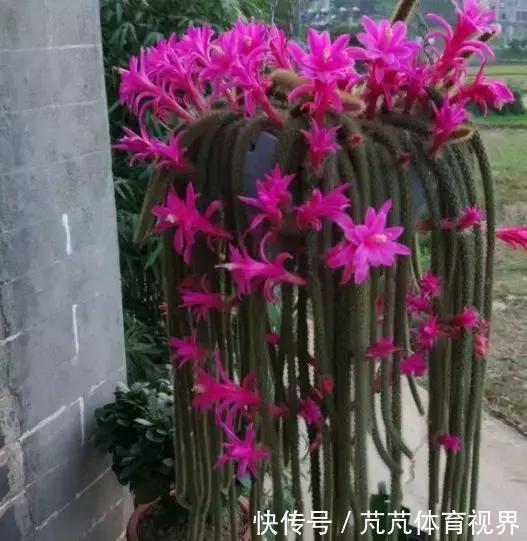 养2种仙人球,开花量比“蟹爪兰”还大,关键耐旱、好养